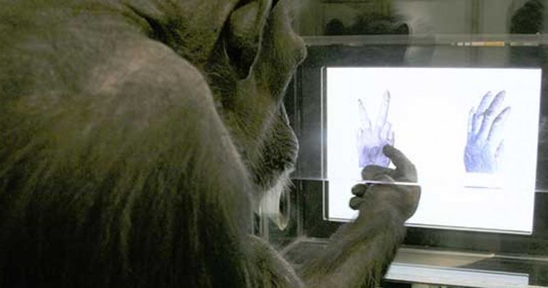 Chimps Can Play Rock-Paper-Scissors