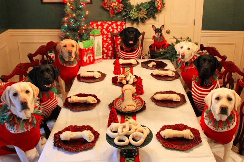 Holiday-Themed Pet Photoshoots