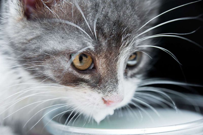 Cats Need Milk In Their Diet