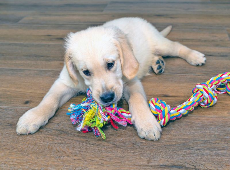 Rope Toys With Fraying Ends