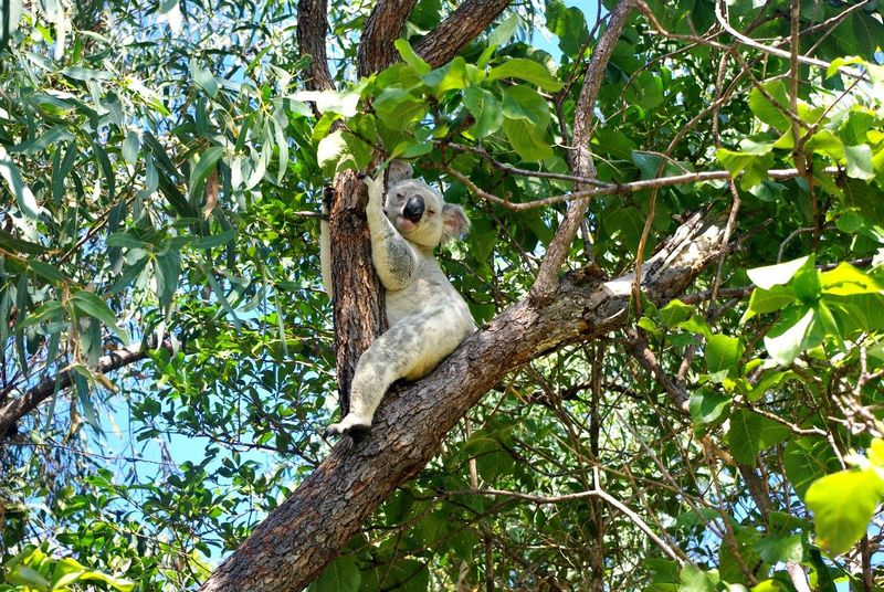 Magnetic Island, Queensland