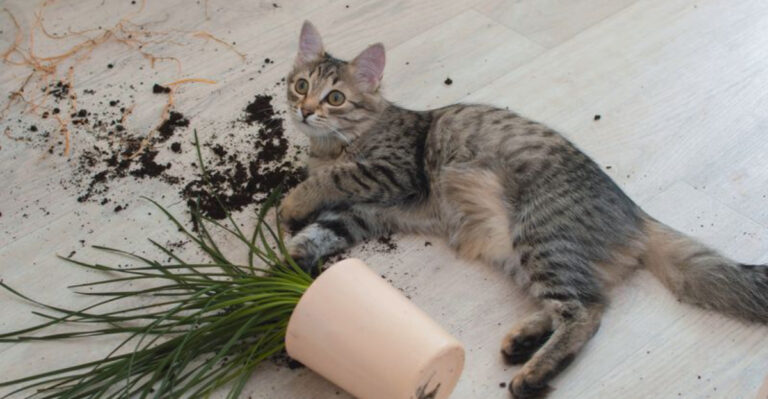 Reasons Why Cats Are More Damaging Than Dogs