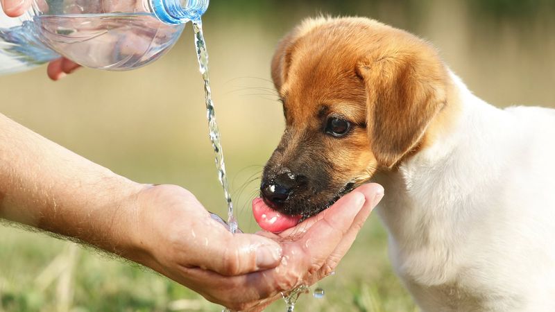 Understanding Canine Hydration
