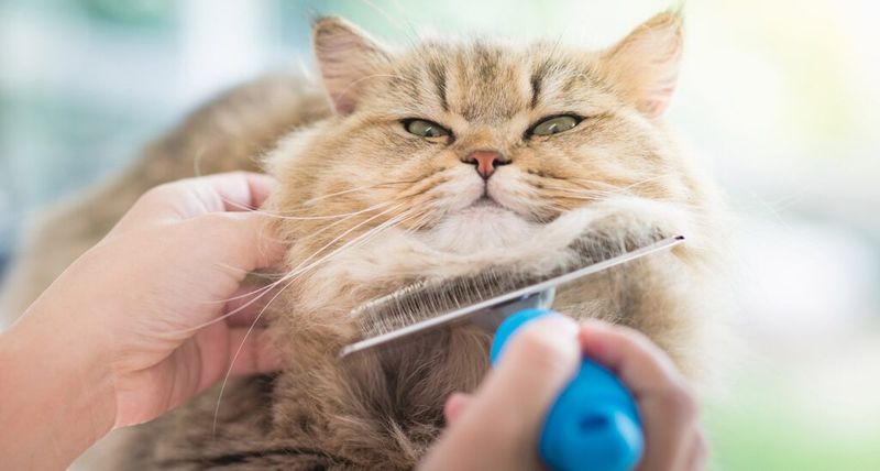 Professional Grooming Considerations