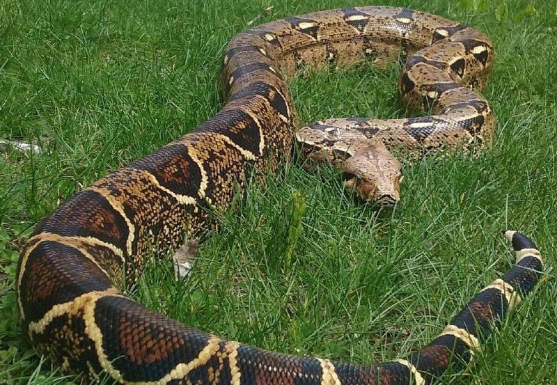 Giant Boa Constrictor Found In Bolivia