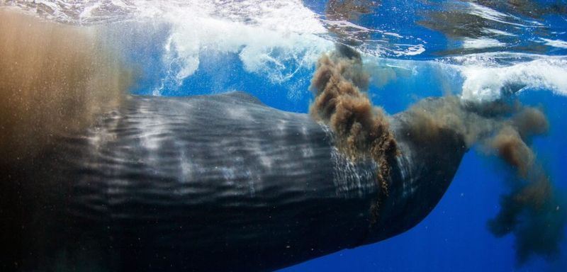 Ocean Fertilization Program