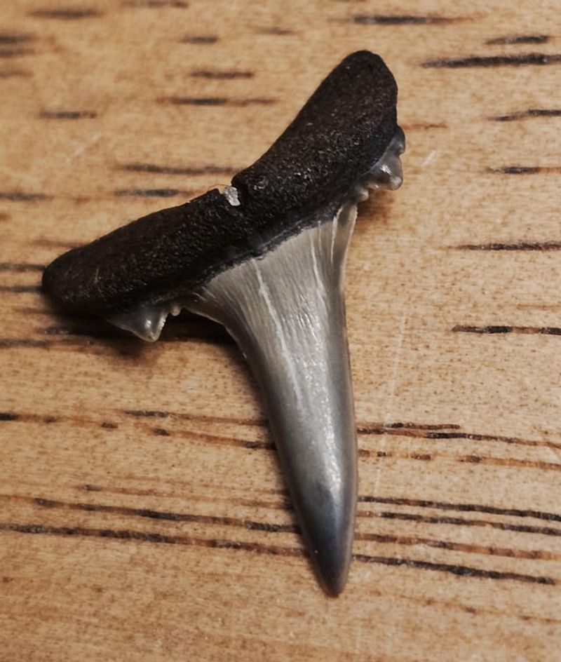 Otodus Obliquus Teeth