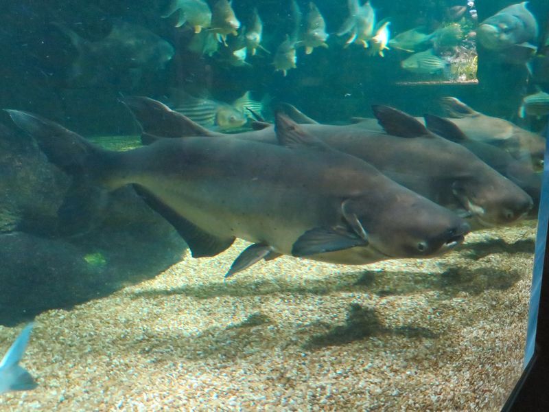 Habitat Of The Mekong Giant Catfish