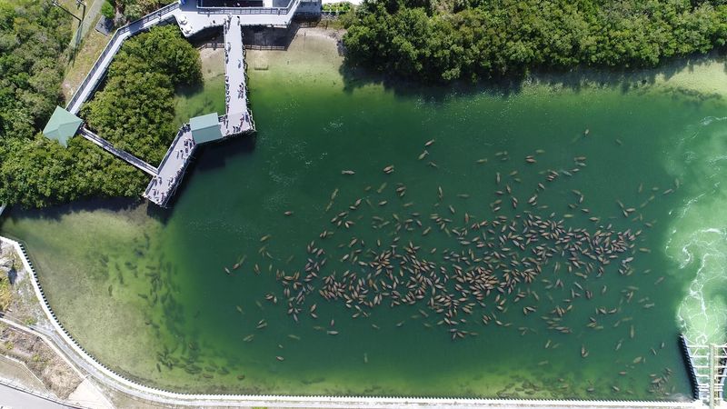 A Historic Comparison: 14 Manatees In 1970