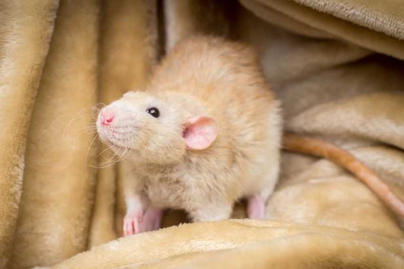 Fancy Rat Varieties Live Longer