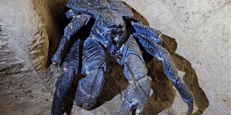 Brilliant Azure Coloration Mystery
