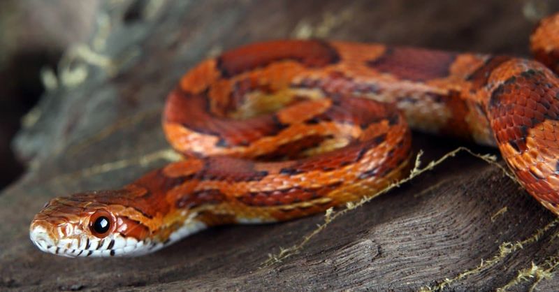 Corn Snake Years