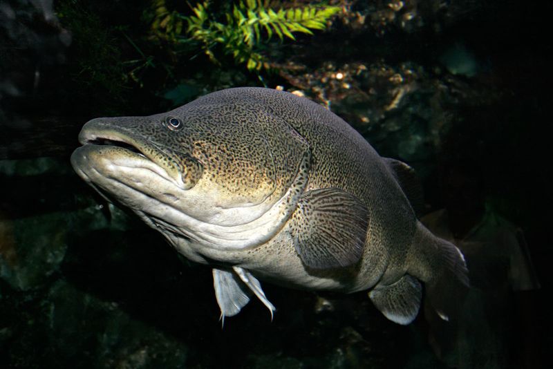 The Mary River Cod's Struggle