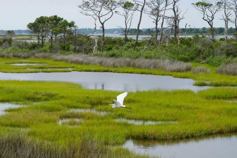 Ecosystem Service Losses
