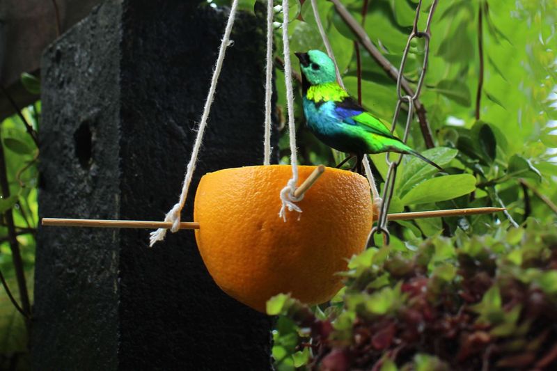 Orange Cup Feeders