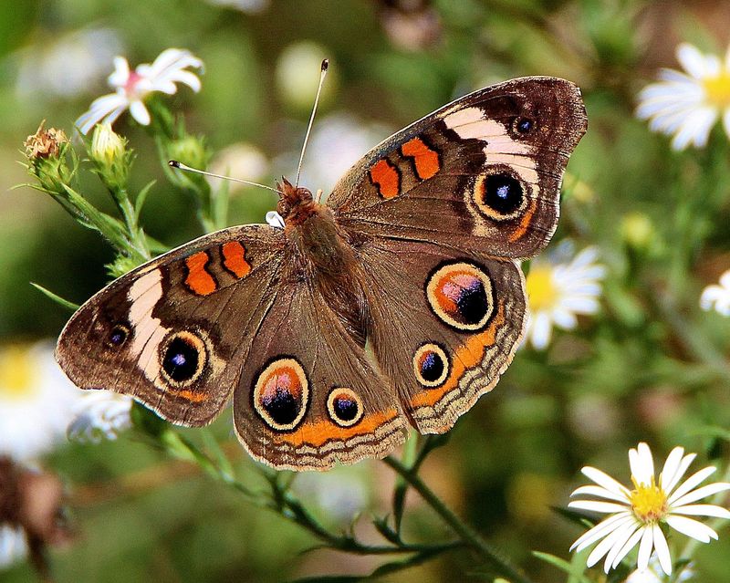 Common Buckeye Butterfly: A Surprising Monarch Mimic