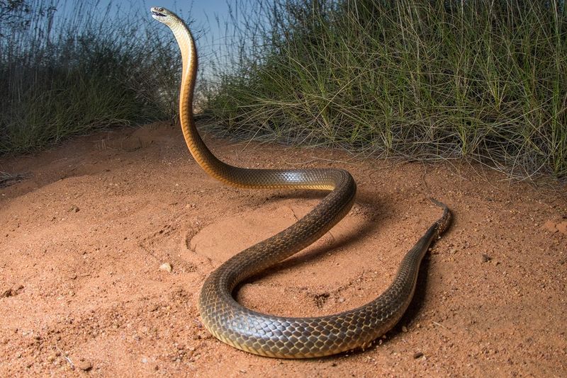Western Brown Snake (Gwardar)