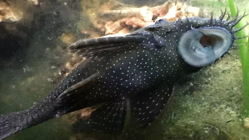 African Catfish