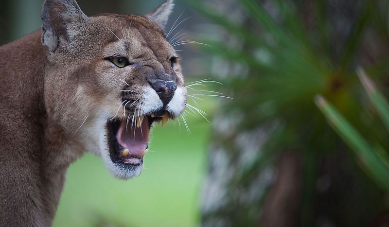 Eastern Cougar – The Mountain Ghost