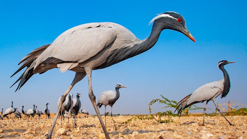 Demoiselle Crane