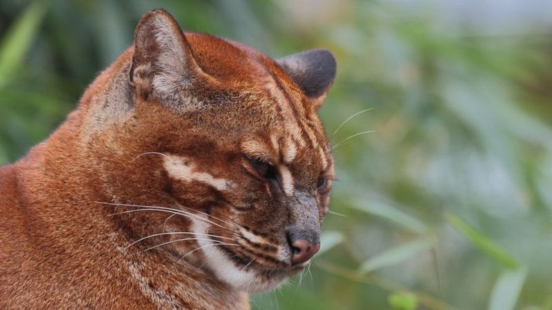 African Golden Cat + Serval (Servical)