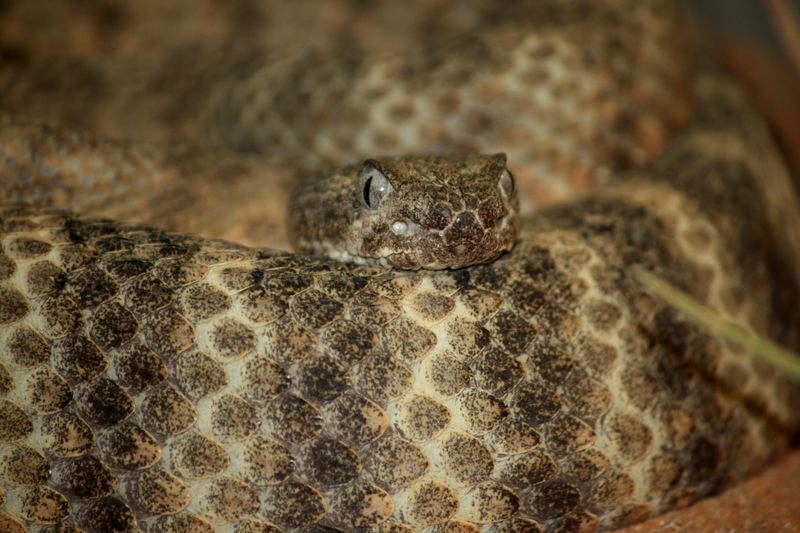 Tiger Rattlesnake (Crotalus Tigris)