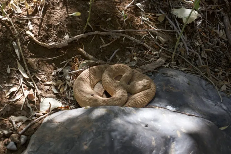 Grand Canyon Rattlesnake