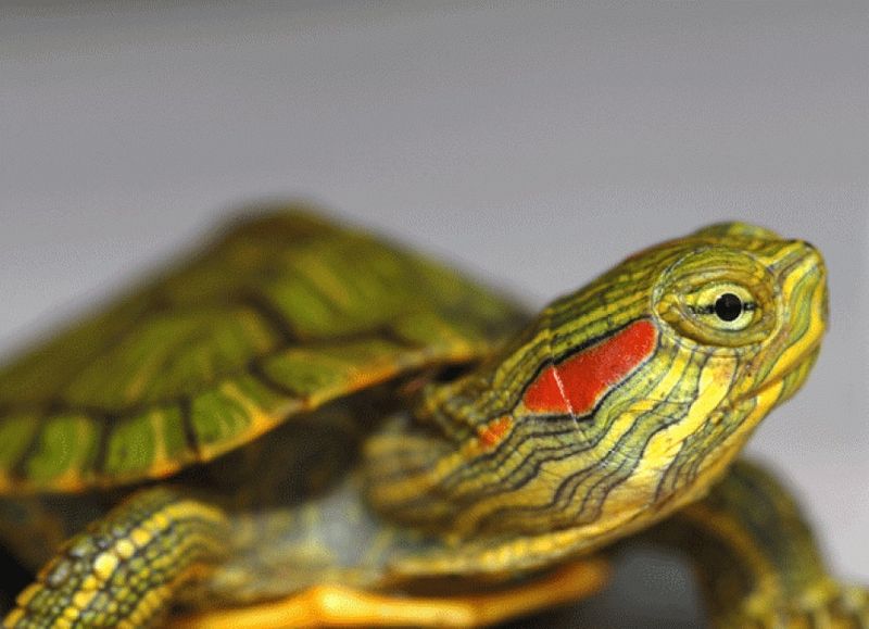 Red-Eared Sliders As Pets: What To Expect