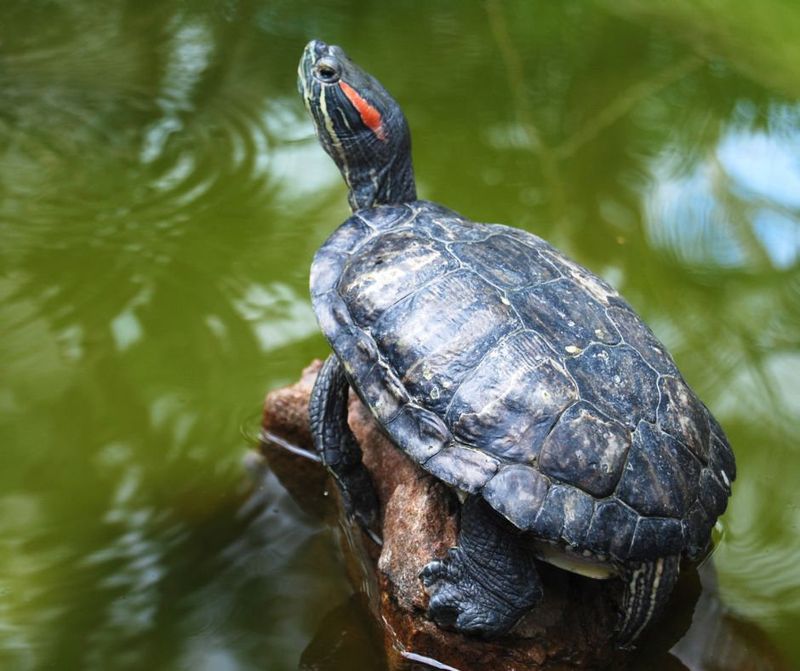 Common Health Issues In Red-Eared Sliders