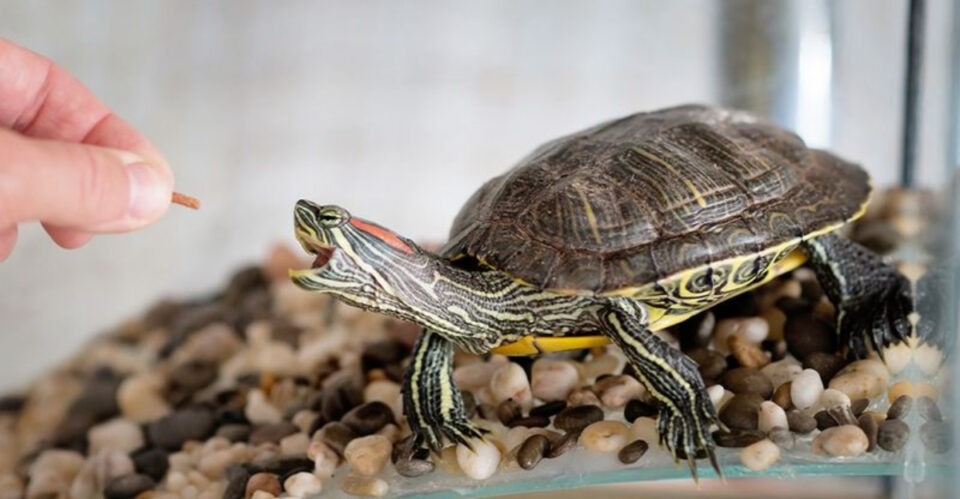 Picture of Red-Eared Slider Tanks: A Guide To Enclosures