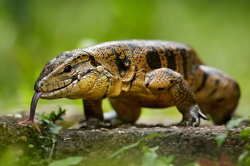 Gold Tegu
