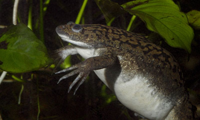 African Clawed Frogs