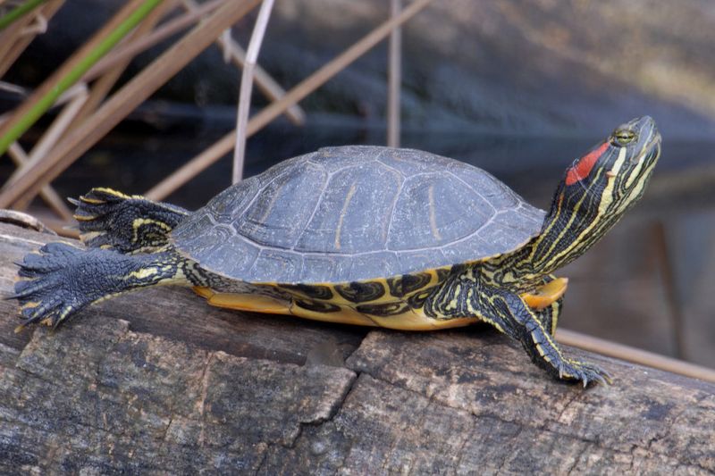 Red-Eared Sliders In The Wild: How They Adapt To Their Environment