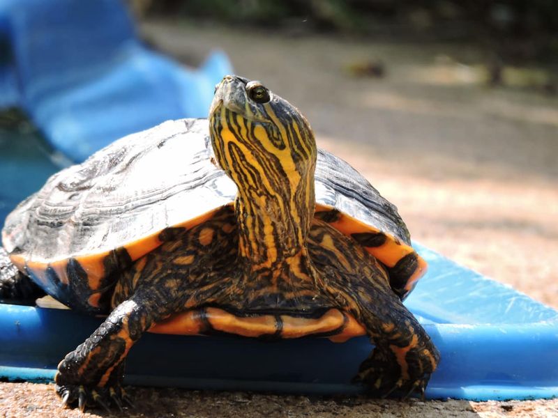 Why Red-Eared Sliders Are Popular Pets