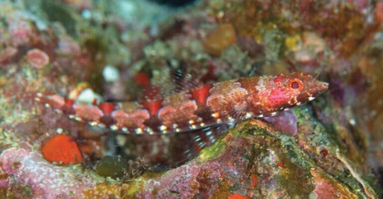 Red-Eyed Creature With Needle-Like Teeth Identified As A New Species On Japan Reef