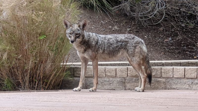 Coyote