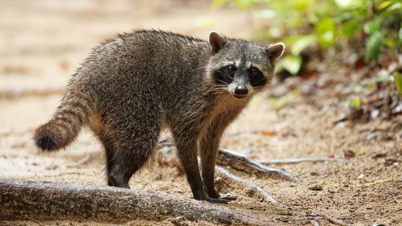 Raccoon
