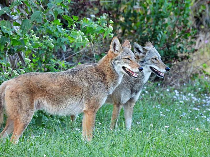 Eastern Coyote