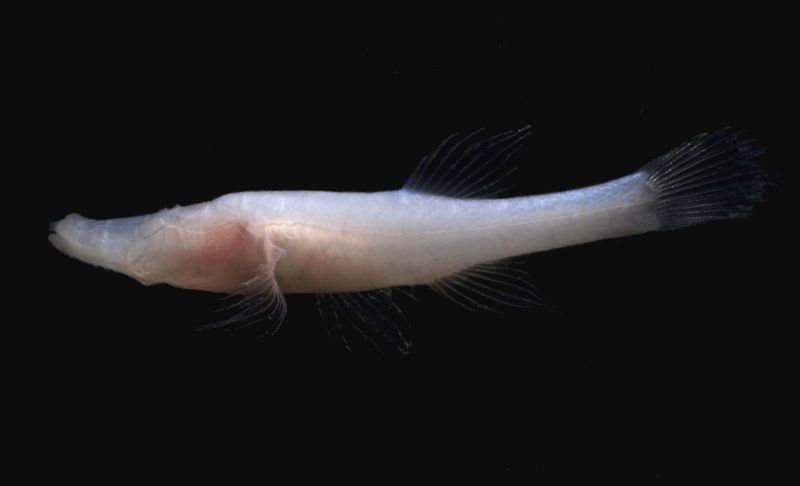 Alabama Cavefish