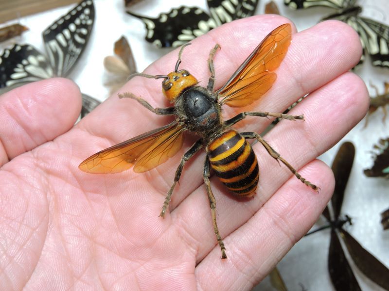 Asian Giant Hornets: The Murder Hornet Threat