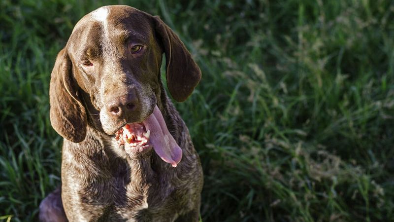 Spanish Pointer Setter