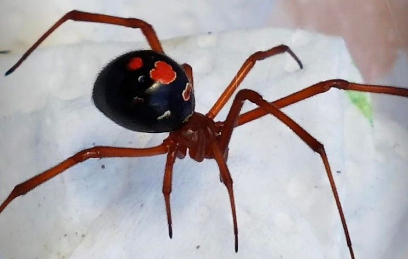 Red Widow Spider