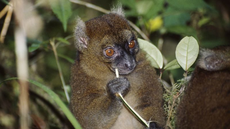 Bamboo Lemurs