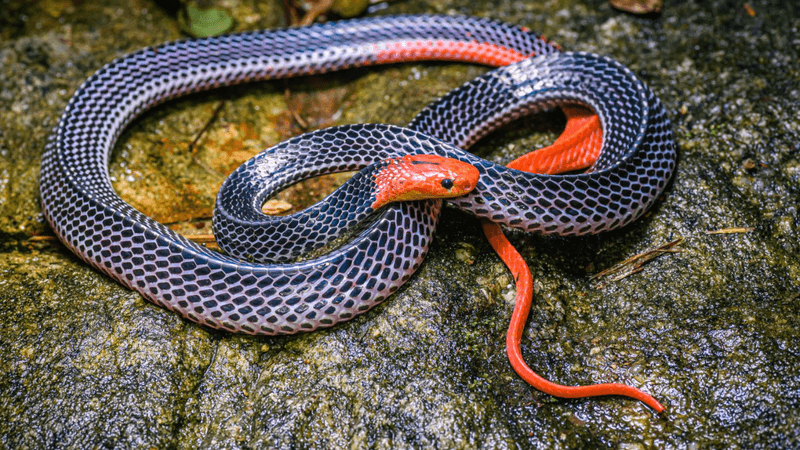 Red Krait (Snake)