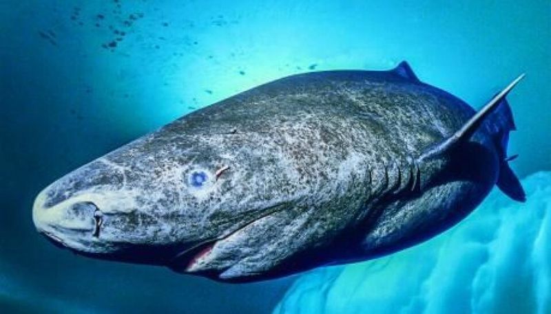 Greenland Shark: The Arctic Methuselah