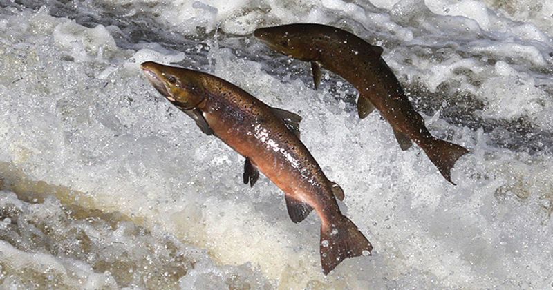 Atlantic Salmon – Wild Runs Nearly Gone