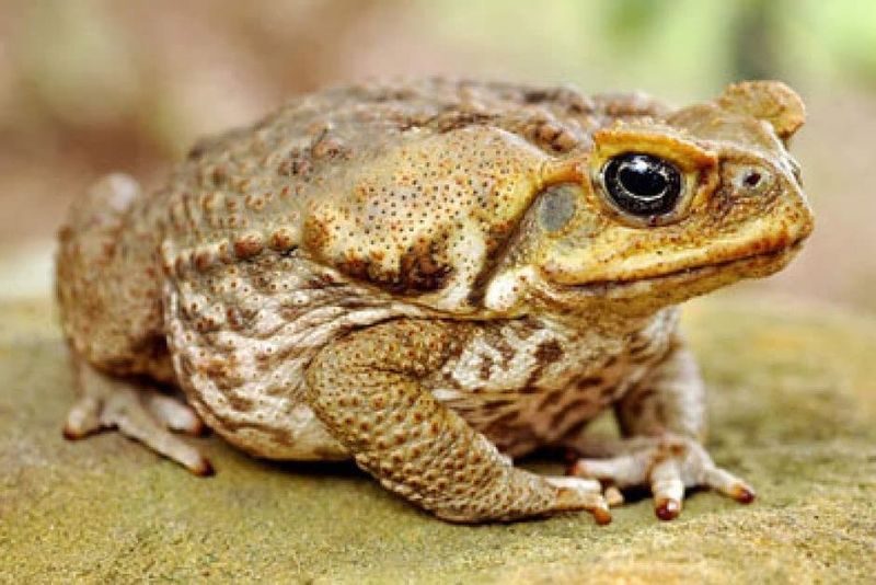 Common Toads: Garden Defenders With Toxic Glands