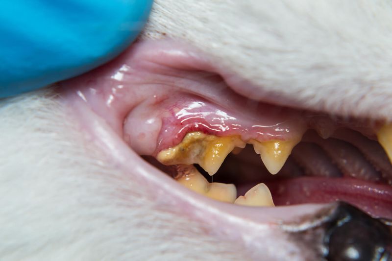 Visible Tartar Buildup Or Discolored Teeth