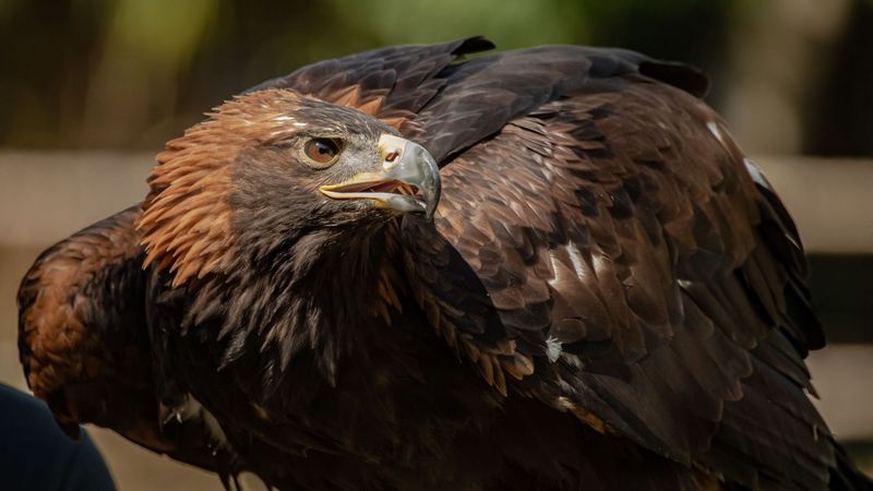 Golden Eagle