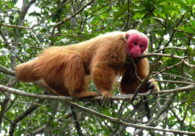 Red Uakari